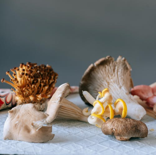 Apprendre la culture de champignons