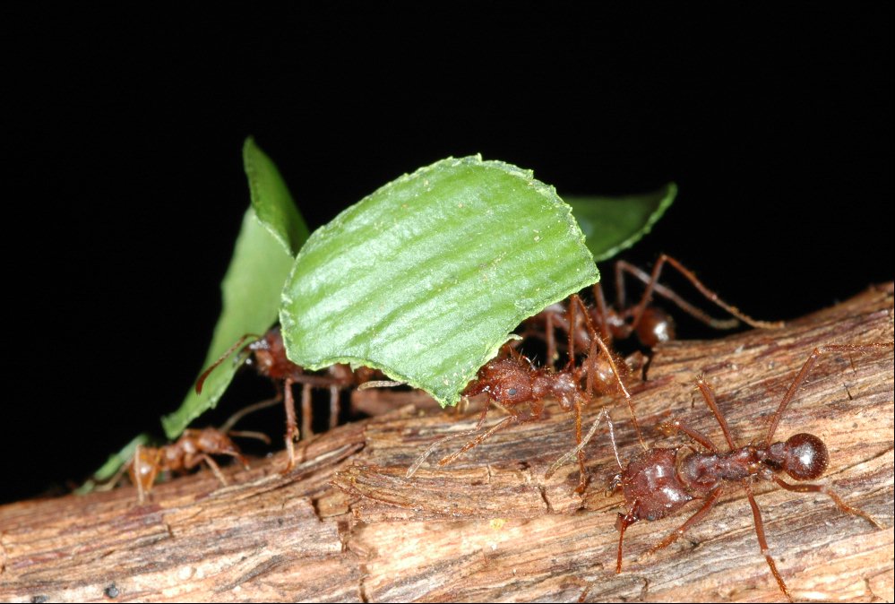 Des fourmis atta préparent leur substrat de culture