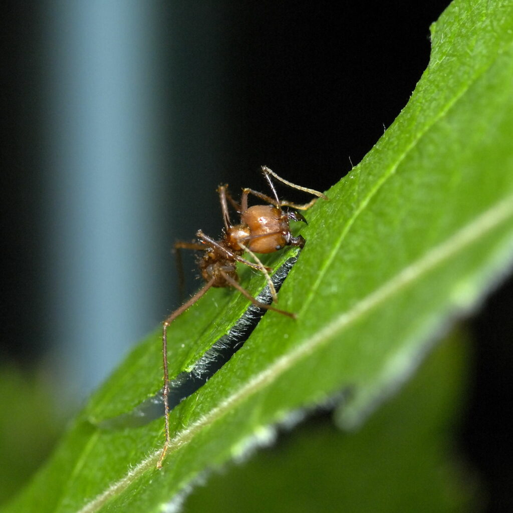 Une fourmi atta découpe une feuille pour préparer la culture de champignon
