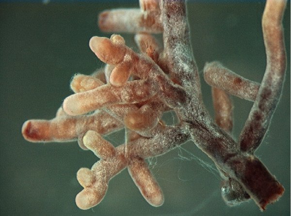 Un exemple de mycorhize