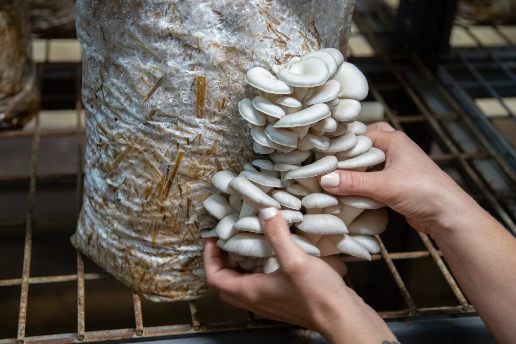Sacs de culture de champignons