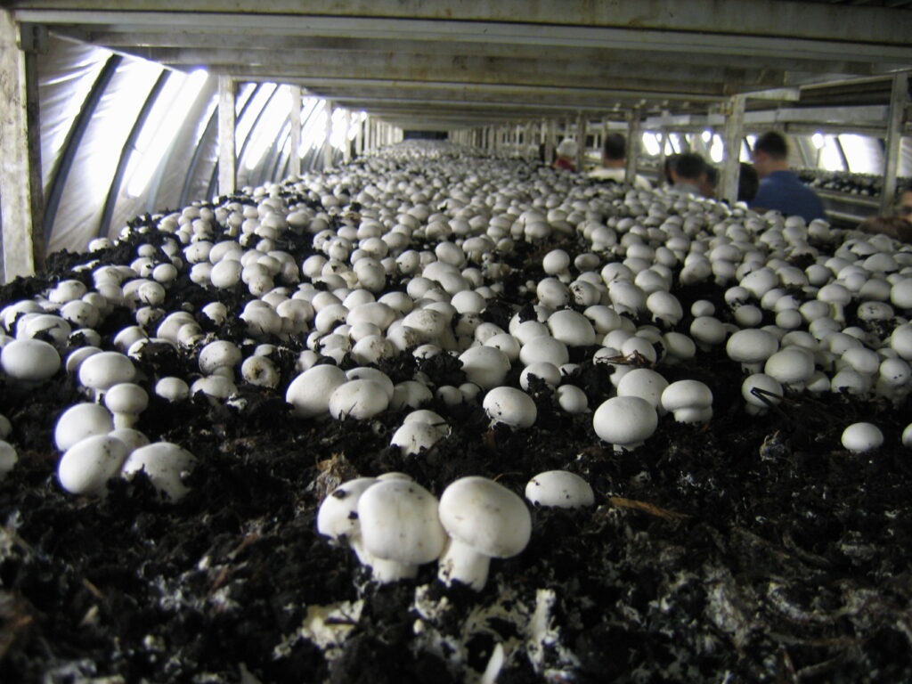 Culture des champignons : une activité rentable ?